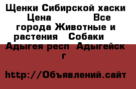 Щенки Сибирской хаски › Цена ­ 18 000 - Все города Животные и растения » Собаки   . Адыгея респ.,Адыгейск г.